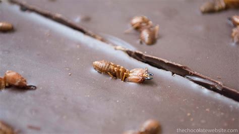 Chocolate Studded With Fat Bottomed Ants Part 1