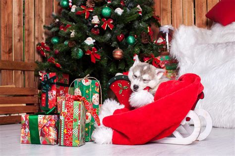 Christmas Puppies Wallpapers - Top Free Christmas Puppies Backgrounds ...