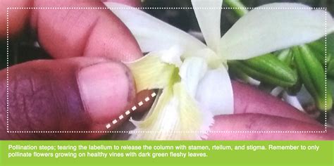 Vanilla Technical Session | Pollination