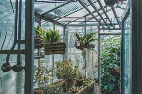 8 Greenhouse Setup Ideas to Make Your Life Easier | ODH