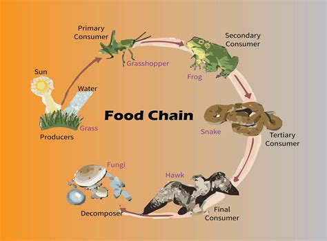 Grasslands Biome Food Web