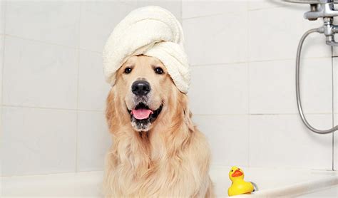 Training Your Dog to Love the Bath - Woof Report | The best email ...