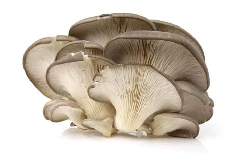 How Many Calories In Mushrooms - This Basic Knowledge Need To Know