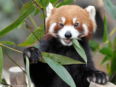 Interesting facts about red pandas | Just Fun Facts