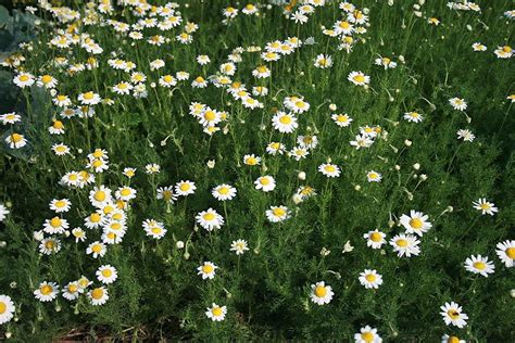 Chamaemelum nobile, Lawn/Roman Chamomile, Camomile, 0.25g Approx 1625 ...