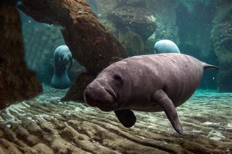 Images: baby manatee | Newborn baby manatee close up portrait — Stock ...