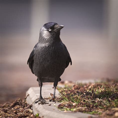 Western jackdaw - a photo on Flickriver