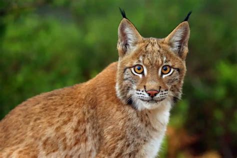 Balkan Lynx - Worldwide Nature