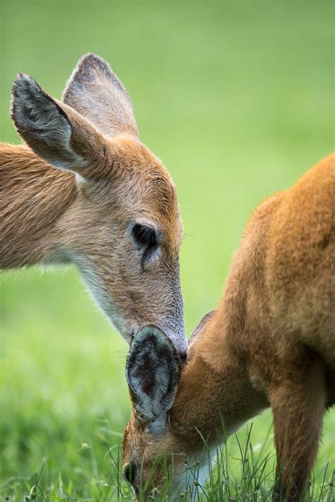 Motherly love in the World's rarest deer