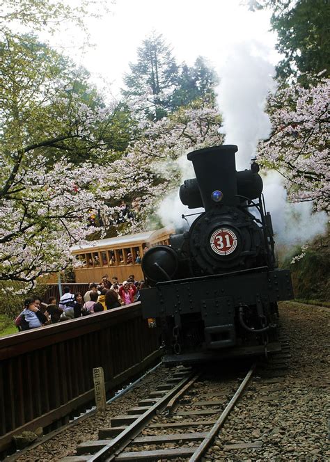 The oriental cherry season in Alishan has started | SkyscraperCity Forum