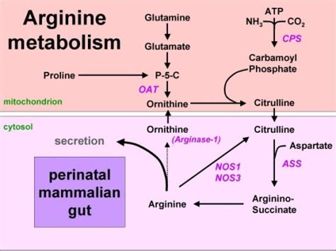 Arginine