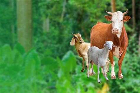 Kurban Kambing atau Sapi? Mana yang Lebih Baik?