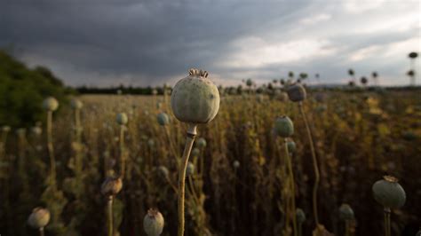 Poppy And Moon