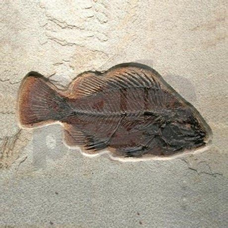 Fish Fossil Art Tile Coaster | Fossil art, Fish fossil, Fossils