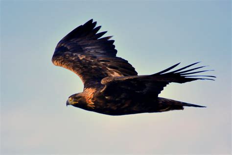 Update 149+ golden eagle hunting wallpaper best - vova.edu.vn