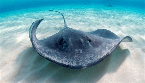 Meet the Rays - 7 Types of Stingrays - Globo Surf