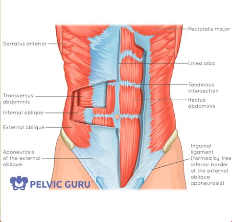 Layers Of The Abdominal Wall- Mnemonic MEDizzy, 51% OFF