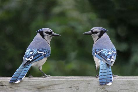 The Blue Jay Nest: Blue Jay Nesting Habits - Daily Birder