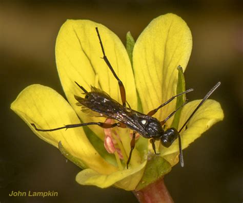 Ichneumonidae ID request - BugGuide.Net