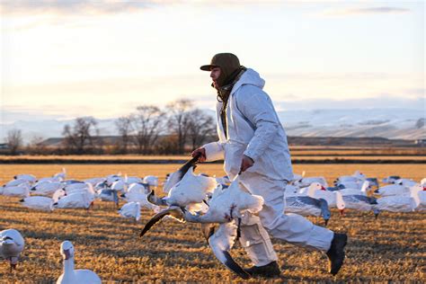 How to Find the Right Snow Goose Hunting Guide - Wildfowl