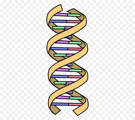 dna biology - Clip Art Library