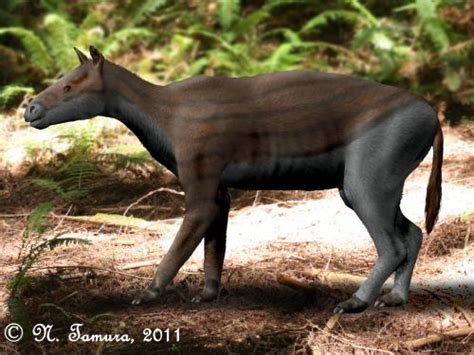 Paleoexhibit: Hyracotherium & Mesohippus