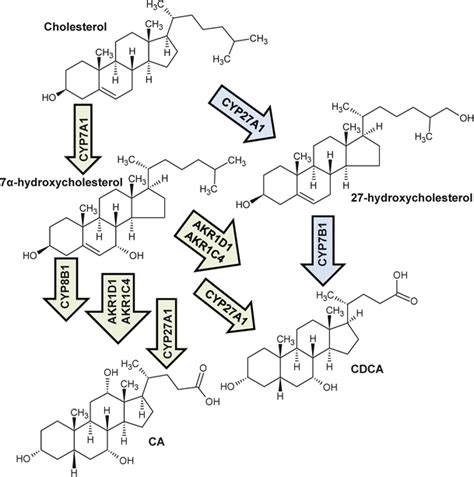 Bile acid synthesis pathway in humans. Green arrows reflect the primary ...