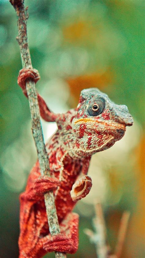 chameleon, reptile, lizard | Chameleon, Pet birds, Animals