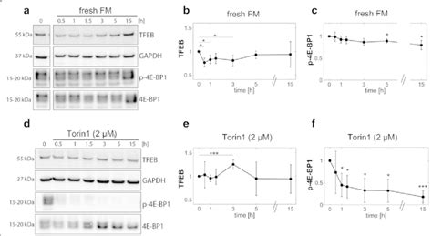 Quantitative Western blot analysis of TFEB protein levels in response... | Download Scientific ...