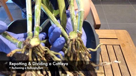 ORCHID CARE: Repotting & Dividing a Cattleya and a new home for my only Bulbophyllum - YouTube