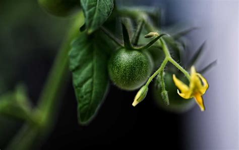 GROWING CHERRY TOMATOES INDOORS – Slick Garden