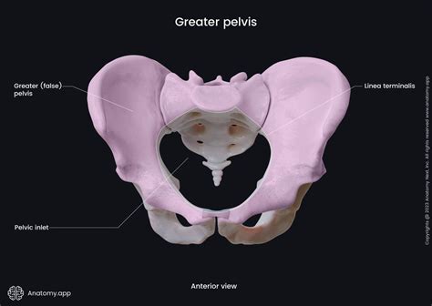 Pelvis | Encyclopedia | Anatomy.app | Learn anatomy | 3D models ...