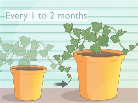 How to Grow Ivy from Cuttings: A Step-By-Step Guide