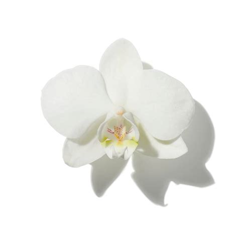 Score Black Orchid Tom Ford at Scentbird for $16.95