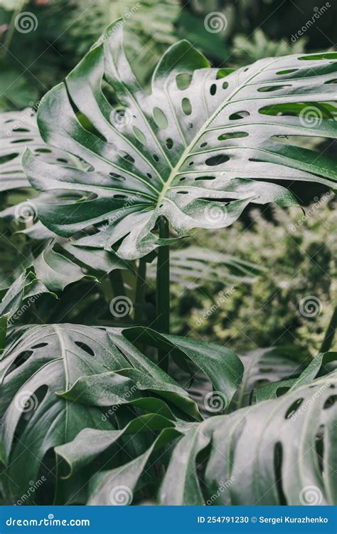 Tropical Jungle. High Detail Tropical Plants Stock Photo - Image of ...