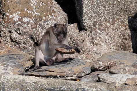 Research shows Burmese long-tailed macaques' ability to use stone tools ...