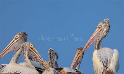 Spot Billed Pelican Birds, Mascot of Lake Kolleru in Andhra Pradesh ...