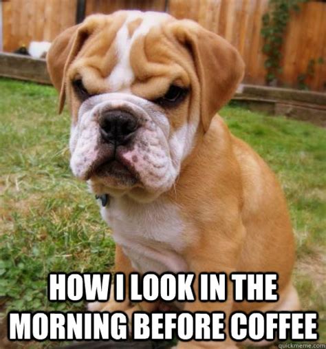 Adorable and Funny Animal Coffee Memes (Friday Frivolity) - Munofore