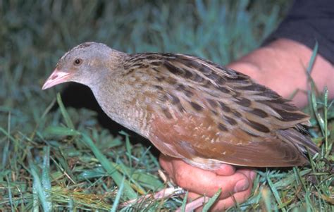 Corncrake - Crex crex - (Linnaeus, 1758)