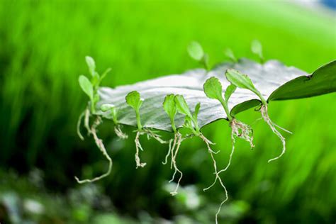 Vegetative Propagation In Bryophyllum