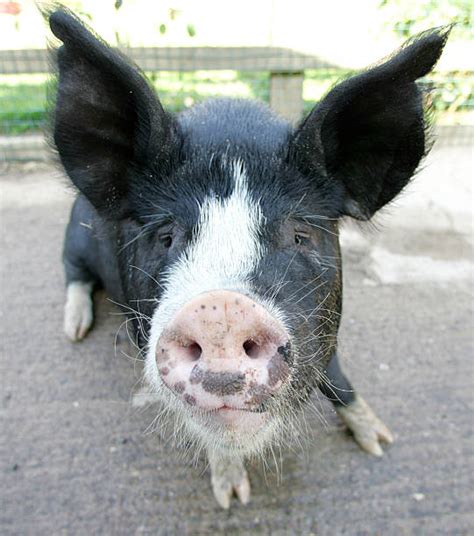 Berkshire Pig Stock Photos, Pictures & Royalty-Free Images - iStock