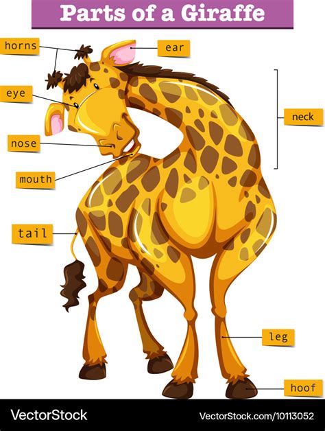 Diagram showing parts giraffe Royalty Free Vector Image