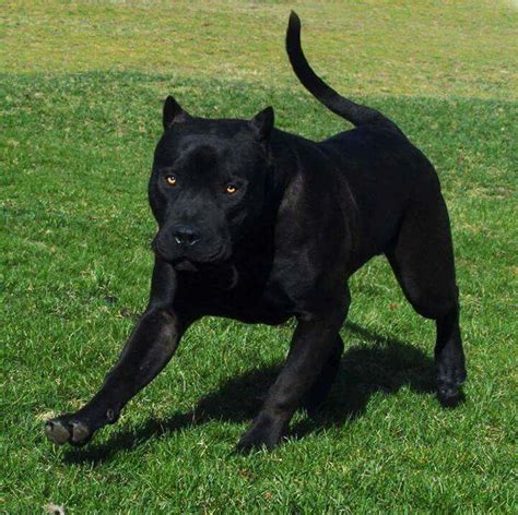 Cane Corso with undocked tail | Najsłodsze zwierzęta, Zwierzęta, Doberman