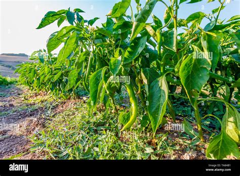 Organic green pepper farm, Marmara region, Turkey Stock Photo - Alamy