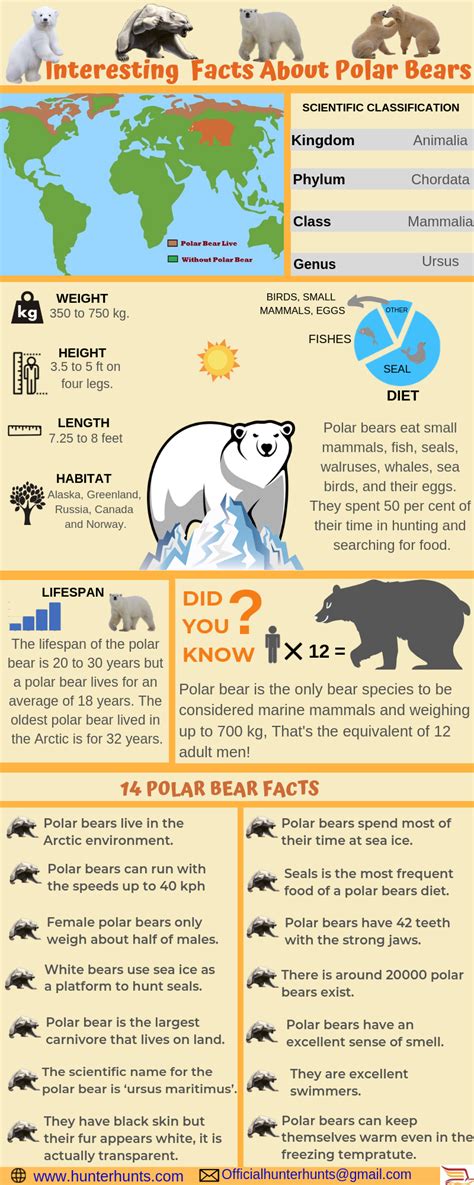 20 interesting polar bear facts 2024 – Artofit