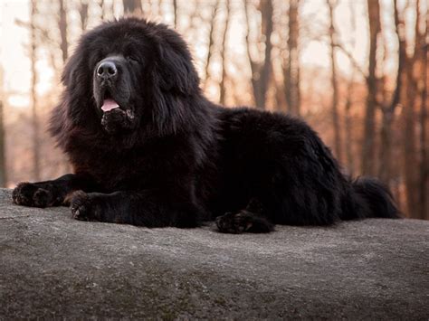 Newfoundland - Dog Breed Guide | Spot®