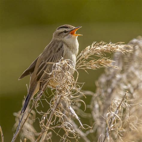 Sedge Warbler in full song | Ken Jensen | Flickr