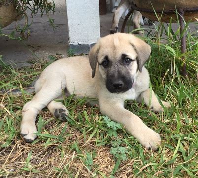 Anatolian Shepherd Dog Info, History, Temperament, Training, Puppy, Pictures