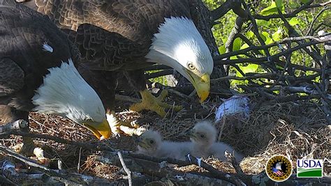 A pair of mated Bald Eagles named Mr. President & The First Lady have built a nest in the U.S ...