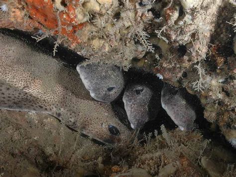 Small-spotted catshark (Scyliorhinus canicula) - MarLIN - The Marine Life Information Network